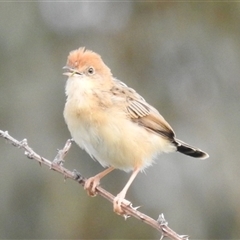 Cisticola exilis (Golden-headed Cisticola) at Kambah, ACT - 10 Oct 2024 by HelenCross