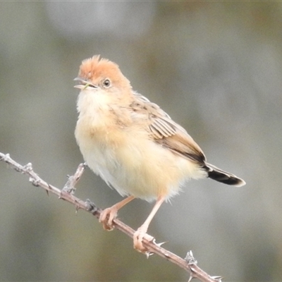 Cisticola exilis (Golden-headed Cisticola) at Kambah, ACT - 10 Oct 2024 by HelenCross