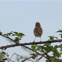 Cisticola exilis at Kambah, ACT - suppressed