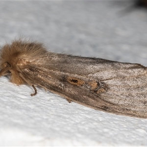 Leptocneria reducta at Melba, ACT - 7 Oct 2024 11:28 PM