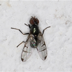 Rivellia sp. (genus) (Signal fly) at Melba, ACT - 7 Oct 2024 by kasiaaus