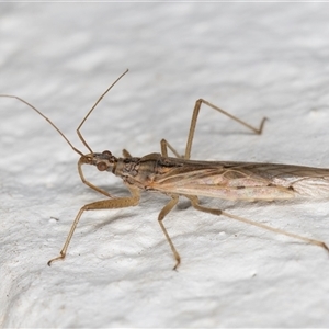 Nabis sp. (genus) at Melba, ACT - 7 Oct 2024 11:30 PM