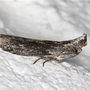 Nephopterix melanostyla at Melba, ACT - 7 Oct 2024