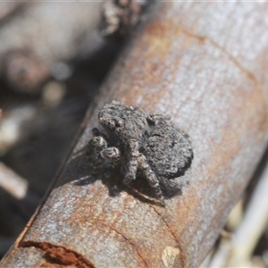 Maratus vespertilio at Williamsdale, NSW - suppressed