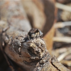 Maratus vespertilio at Williamsdale, NSW - suppressed