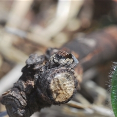 Maratus vespertilio at Williamsdale, NSW - suppressed