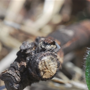 Maratus vespertilio at Williamsdale, NSW - suppressed