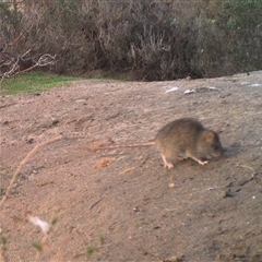 Rattus or Mastacomys sp. (genus) at Northam, WA - 10 Aug 2024 by Ladybird