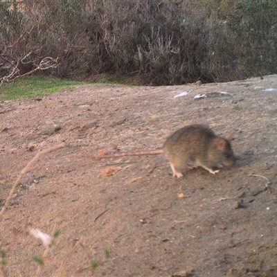 Rattus or Mastacomys sp. (genus) at Northam, WA - 10 Aug 2024 by Ladybird