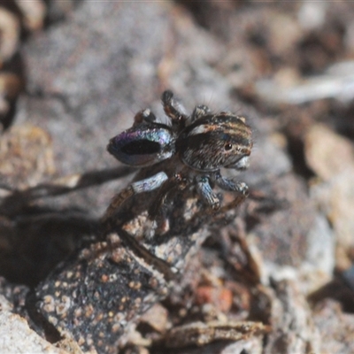 Maratus chrysomelas (Variable Peacock Spider) at Williamsdale, NSW - 9 Oct 2024 by Harrisi