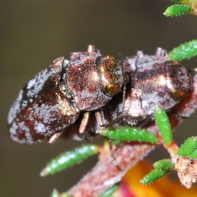 Diphucrania acuducta (Acuducta jewel beetle) at Burra, NSW - 9 Oct 2024 by Harrisi