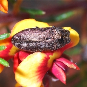 Ethonion leai at Burra, NSW - 9 Oct 2024 09:09 PM