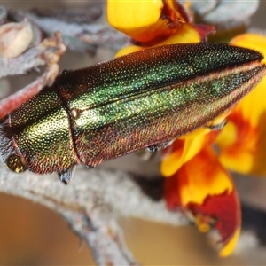 Melobasis propinqua at Burra, NSW - 9 Oct 2024 05:34 PM