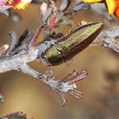 Melobasis propinqua at Burra, NSW - 9 Oct 2024 05:34 PM