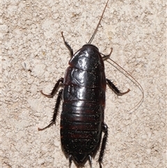 Unidentified Cockroach (Blattodea, several families) at Throsby, ACT - 25 Jul 2024 by TimL