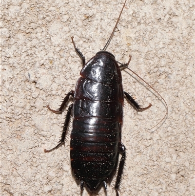 Unidentified Cockroach (Blattodea, several families) at Throsby, ACT - 25 Jul 2024 by TimL