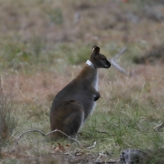 Notamacropus rufogriseus (Red-necked Wallaby) at Forde, ACT - 9 Jul 2024 by TimL