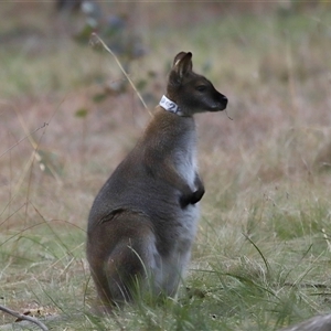 Notamacropus rufogriseus at Forde, ACT - 9 Jul 2024