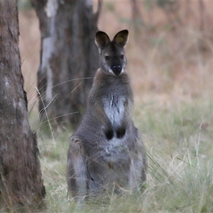 Notamacropus rufogriseus at Forde, ACT - 9 Jul 2024