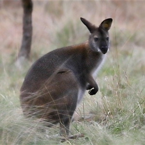 Notamacropus rufogriseus at Forde, ACT - 9 Jul 2024