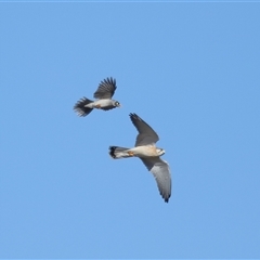 Falco cenchroides (Nankeen Kestrel) at Throsby, ACT - 28 Jun 2024 by TimL