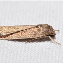 Athetis tenuis (Plain Tenuis Moth) at Jerrabomberra, NSW - 11 Oct 2024 by DianneClarke