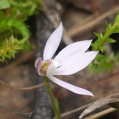 Caladenia carnea (Pink Fingers) at Colo Vale, NSW - 4 Oct 2024 by Curiosity