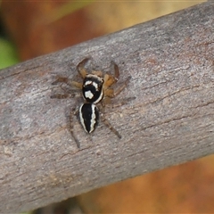 Jotus sp. (genus) at Colo Vale, NSW - 4 Oct 2024 by Curiosity