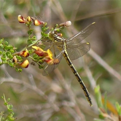 Austrogomphus guerini (Yellow-striped Hunter) at Colo Vale, NSW - 4 Oct 2024 by Curiosity