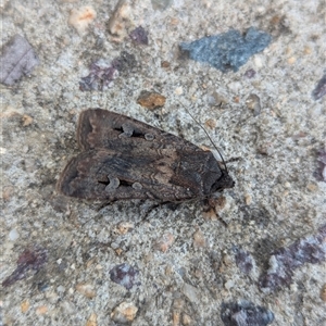 Agrotis infusa at Holder, ACT - 11 Oct 2024 02:49 PM