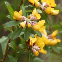 Pultenaea daphnoides (Large-leaf Bush-pea) at Colo Vale, NSW - 4 Oct 2024 by Curiosity