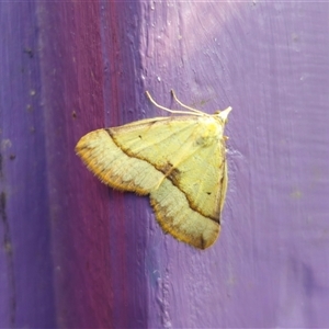 Anachloris subochraria at Captains Flat, NSW - 12 Oct 2024