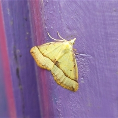 Anachloris subochraria at Captains Flat, NSW - 12 Oct 2024