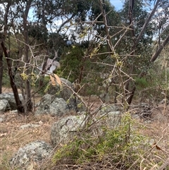 Lycium ferocissimum at Narrabundah, ACT - 8 Oct 2024 04:30 PM