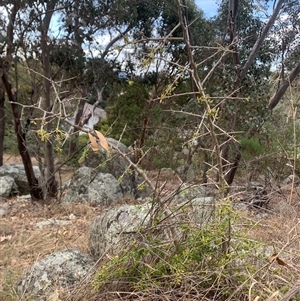 Lycium ferocissimum at Narrabundah, ACT - 8 Oct 2024