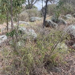 Lycium ferocissimum at Narrabundah, ACT - 8 Oct 2024 04:30 PM