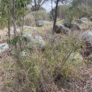 Lycium ferocissimum at Narrabundah, ACT - 8 Oct 2024 04:30 PM