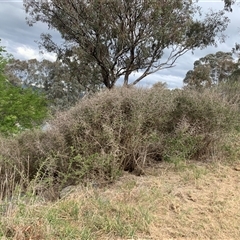 Lycium ferocissimum at Narrabundah, ACT - 8 Oct 2024 04:30 PM