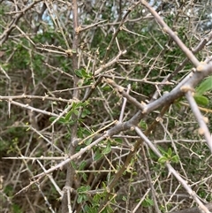 Lycium ferocissimum at Narrabundah, ACT - 8 Oct 2024 04:30 PM