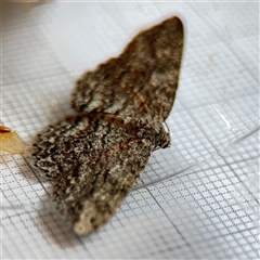 Ectropis (genus) (An engrailed moth) at Braddon, ACT - 12 Oct 2024 by Hejor1