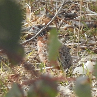 Turnix varius (Painted Buttonquail) at Kambah, ACT - 11 Oct 2024 by HelenCross