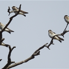 Petrochelidon nigricans (Tree Martin) at Kambah, ACT - 11 Oct 2024 by HelenCross