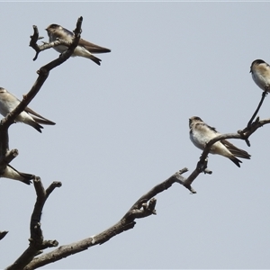 Petrochelidon nigricans at Kambah, ACT - 12 Oct 2024