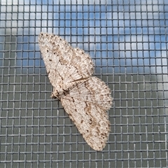 Psilosticha absorpta (Fine-waved Bark Moth) at Isaacs, ACT - 11 Oct 2024 by Mike