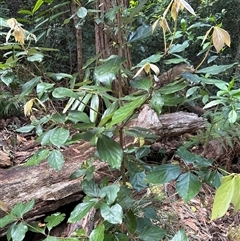 Unidentified Plant at Lorne, NSW - 12 Oct 2024 by Butlinz