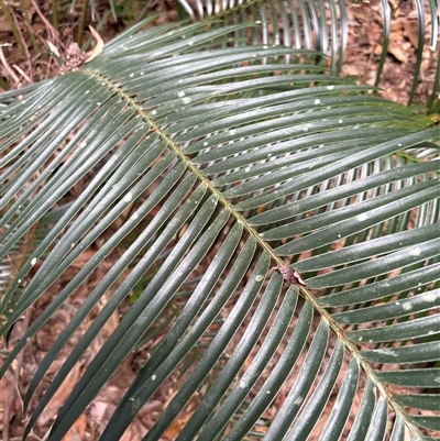 Unidentified Fern or Clubmoss at Lorne, NSW - 12 Oct 2024 by Butlinz