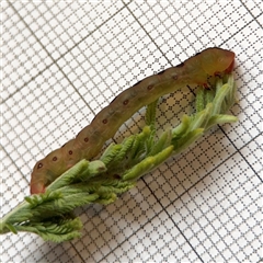 Capusa cuculloides at Braddon, ACT - 12 Oct 2024 08:25 AM