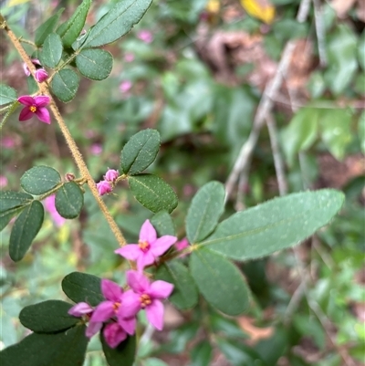 Unidentified Plant at Lorne, NSW - 12 Oct 2024 by Butlinz