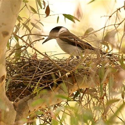 Cracticus torquatus (Grey Butcherbird) at Evatt, ACT - 11 Oct 2024 by Thurstan