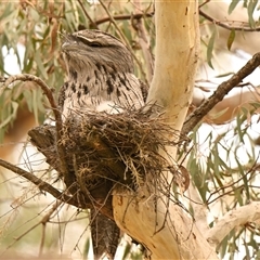 Podargus strigoides (Tawny Frogmouth) at Evatt, ACT - 11 Oct 2024 by Thurstan